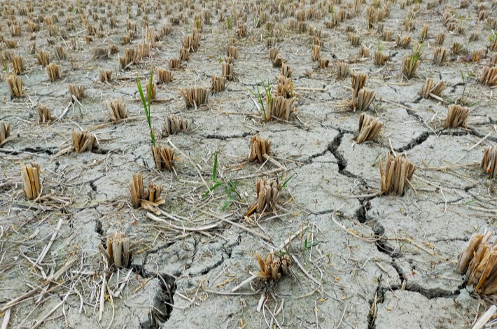 Cum gestionează țările europene criza generată de secetă